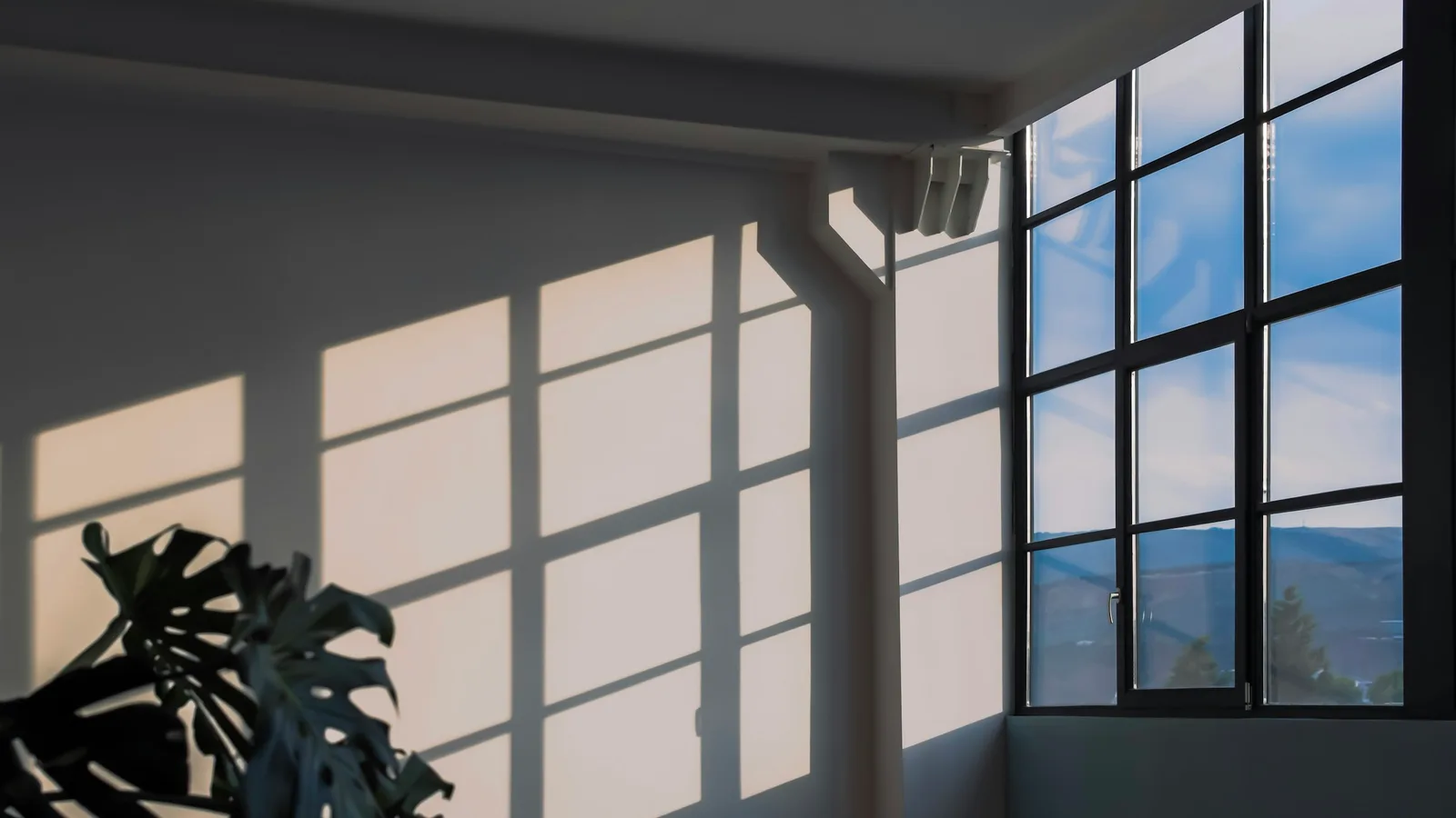 Sombras de las hojas de una planta proyectadas por la luz de una ventana sobre una pared blanca.